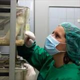 A lab technician checking on a lab rat