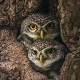 Two owls in a tree hollow