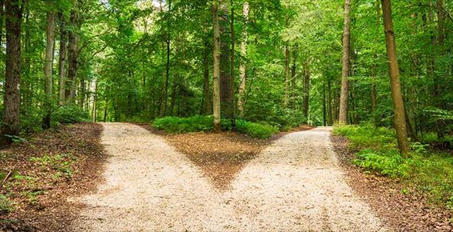 two diverging paths in wooded area