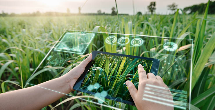 Person holding a digitized screen in a cornfield