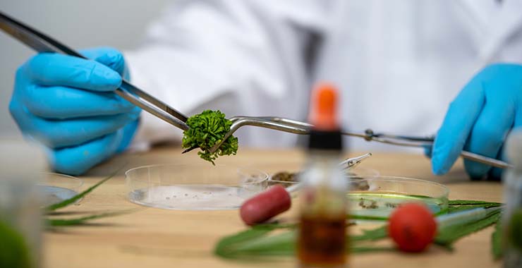 Scientist doing cannabis research