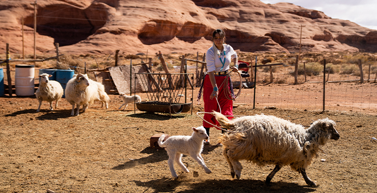 Woman wrangling sheep