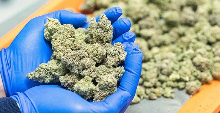 Scientist holding dried cannabis buds