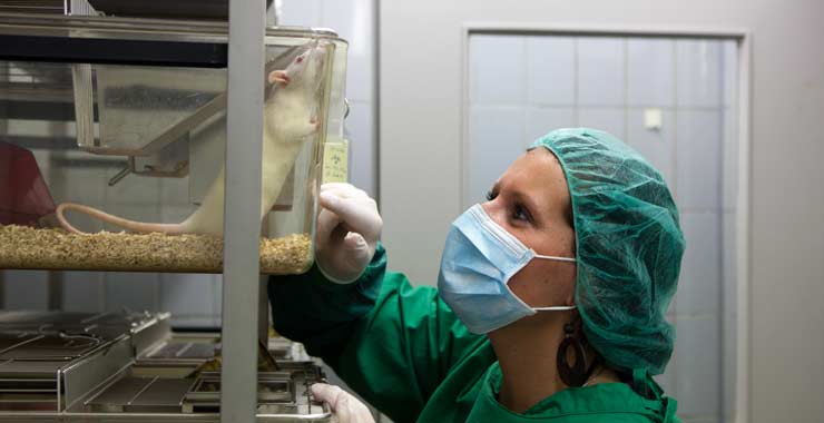 A lab technician checking on a lab rat