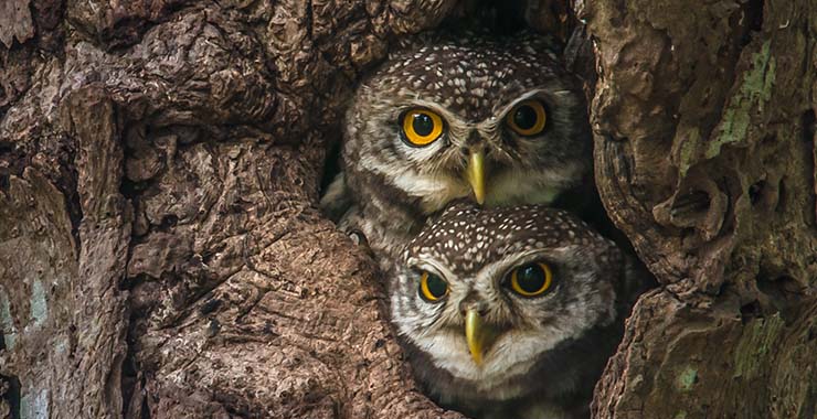 Two owls in a tree hollow